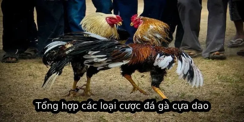 Tổng hợp các loại cược đá gà cựa dao